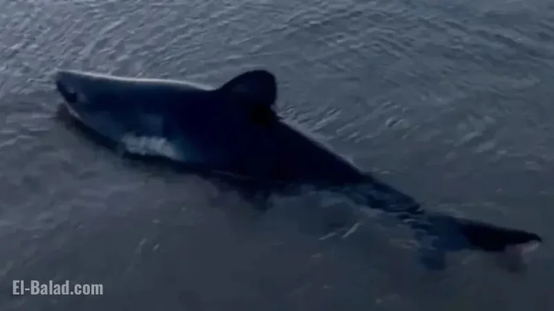 Woman Rescues Stranded Shark on Oregon Beach, Captures Dramatic Video