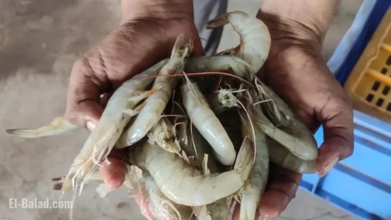 India’s Shrimp Production Faces Threat as World’s Second-Largest Producer