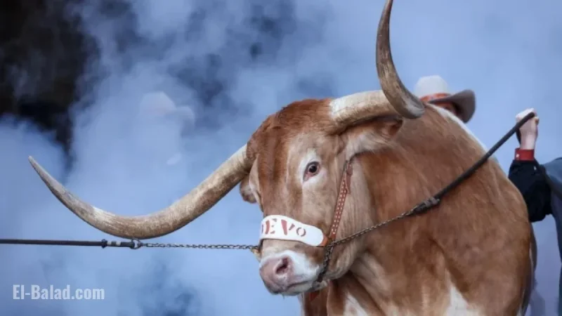 Texas Climbs Back to Top 10; ACC Secures Five Poll Spots