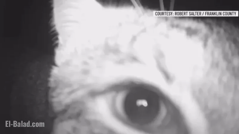 Curious Bobcat Caught on Trail Camera in Franklin County