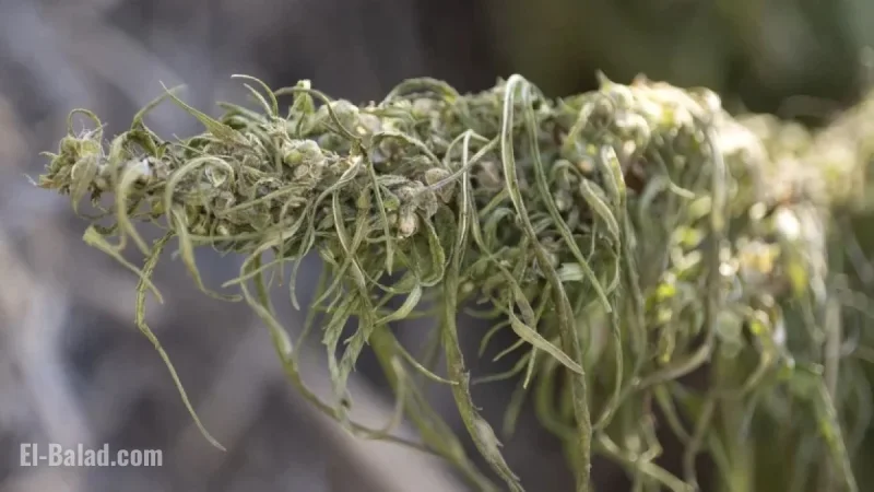 Local Hemp Producers Shocked by Government’s Move Against Hemp Reopening Deal