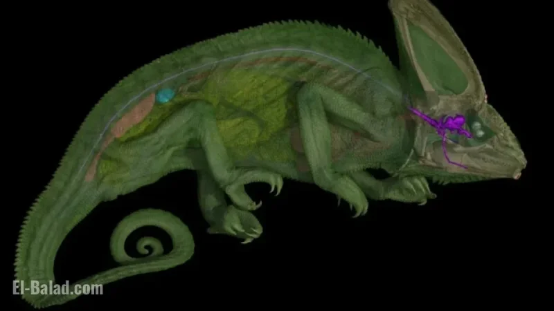 Scientists Unveil Chameleon’s Unique Optic Nerves Once Ignored by Aristotle and Newton