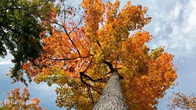 Autumn Temperatures Arrive for the Weekend