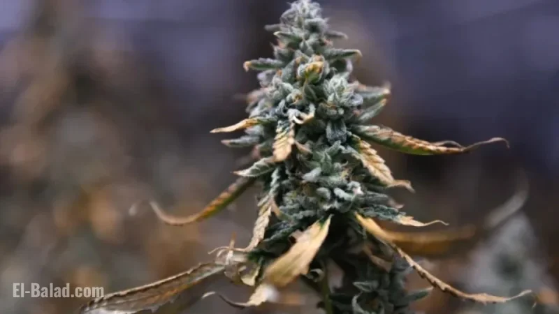 Congress Prohibits Most Hemp-Based THC Products in Shutdown Agreement