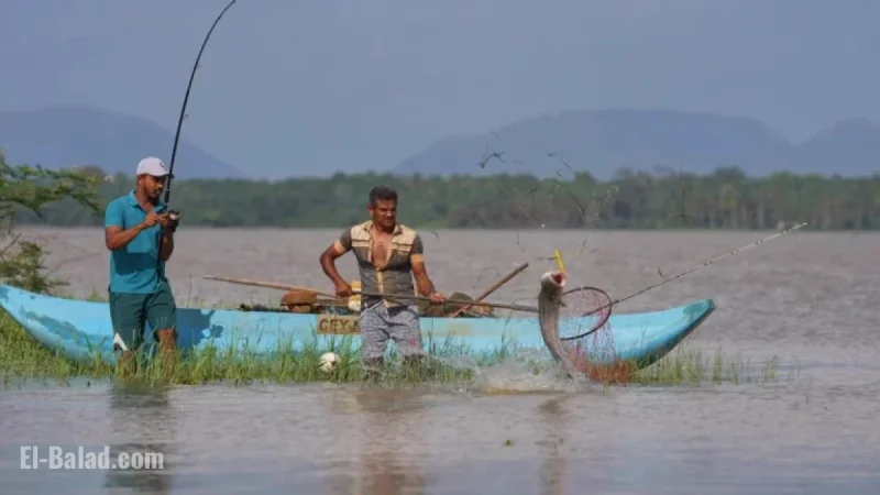 Sri Lankan Fishers Transform Invasive Species Threat into Opportunity