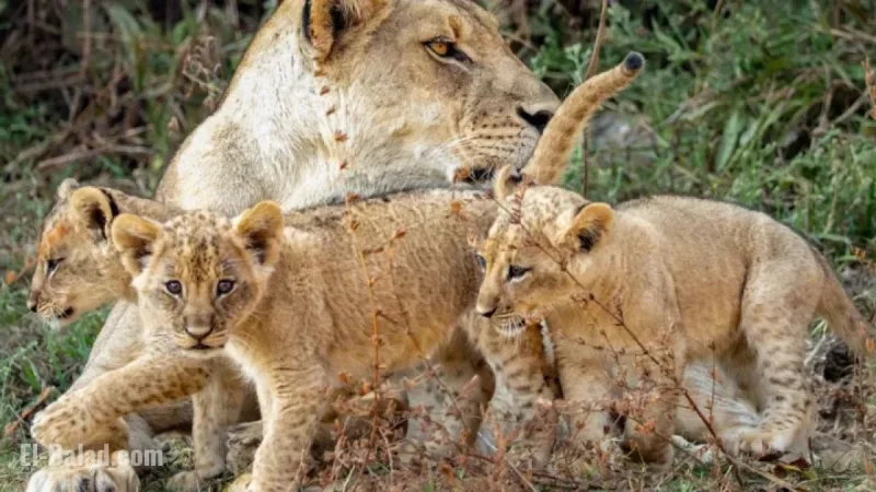 David Attenborough’s Kingdom Delivers Irresistible Soapy Thrills