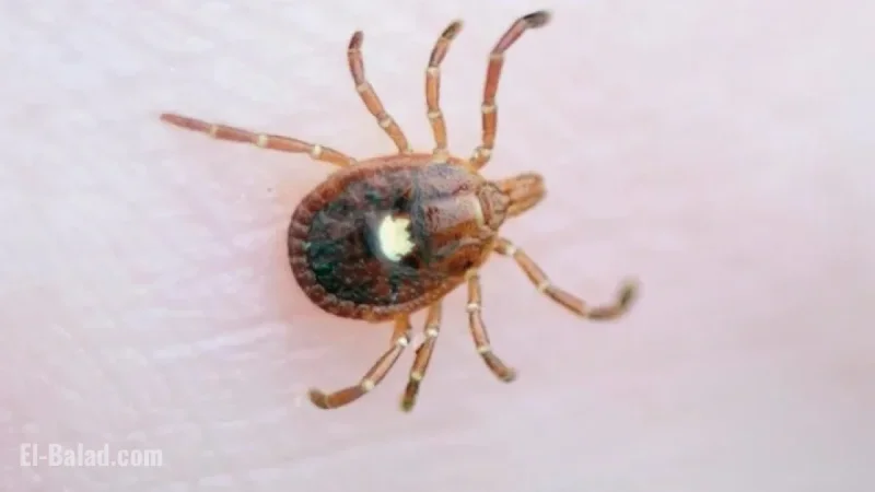 First Alpha-Gal Syndrome Death in N.J. Linked to Tick-Borne Meat Allergy