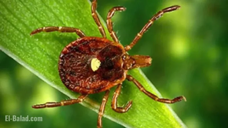 First Fatal Meat Allergy from Tick Bite Confirmed in New Jersey Death