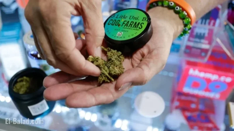 Impact of Federal Hemp Ban on Florida Explained