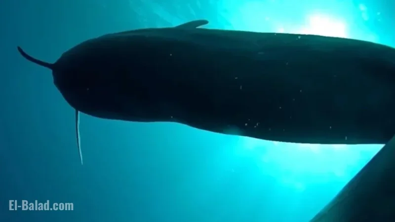 Researchers Tag 8 Hawaiian Pilot Whales, Discover “Unbelievable” Findings in Darkness