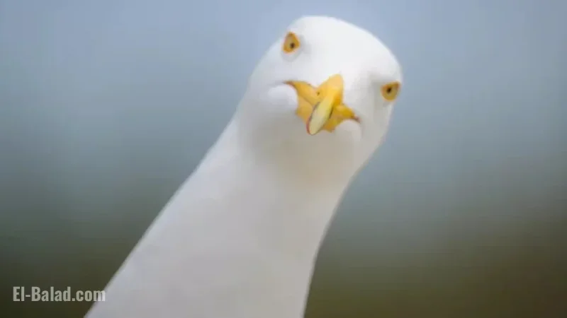 Scientists Confirm: Shouting Effectively Deters Seagulls