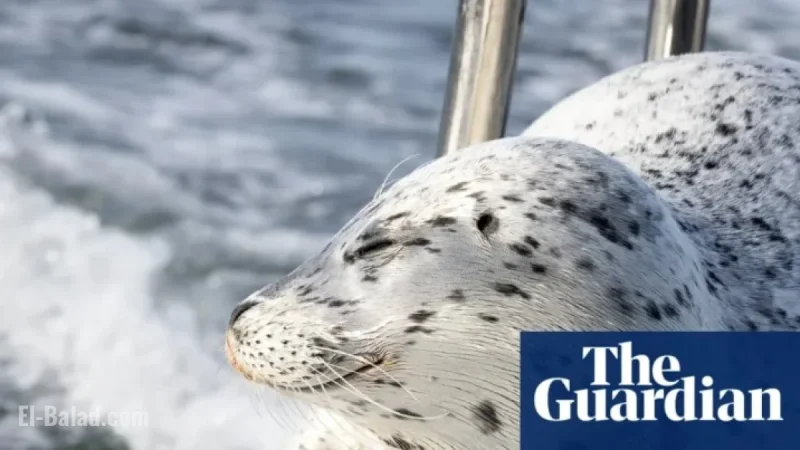 Seal Evades Killer Whales by Leaping onto Photographer’s Boat