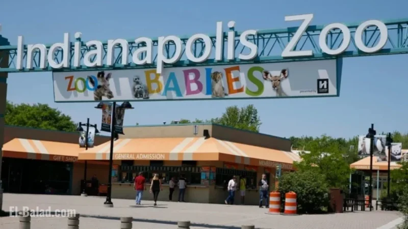Chimpanzee Escape Triggers Temporary Lockdown at Indianapolis Zoo