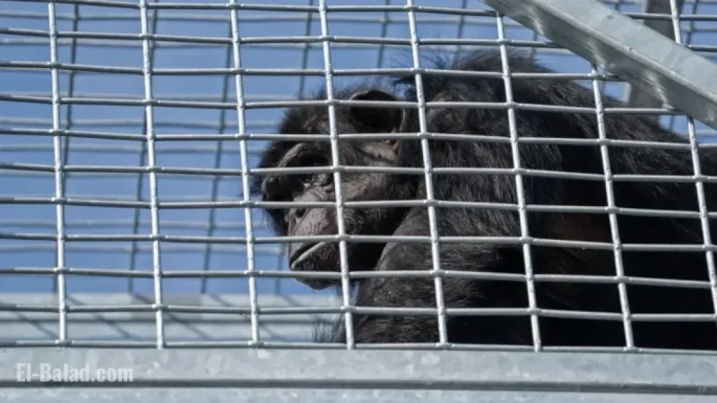 Escaped Chimp Safely Returned to Enclosure, Confirms Indianapolis Zoo