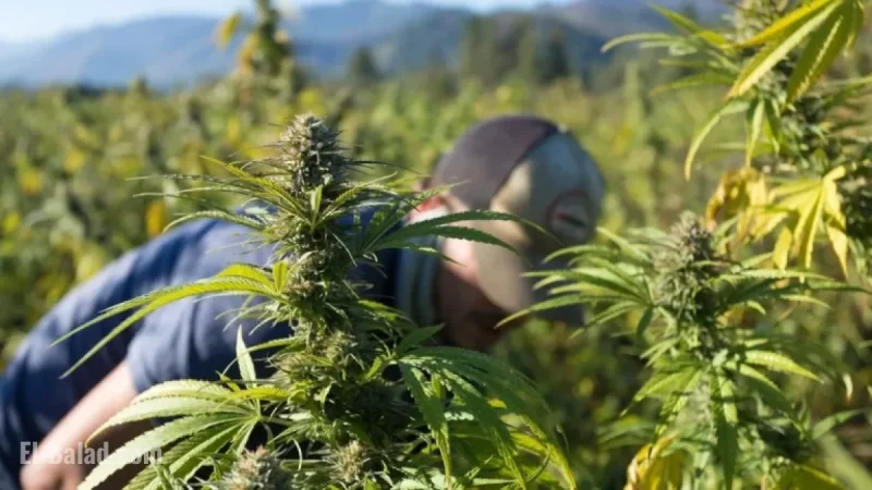 New Federal Law Threatens Hemp Industry and CBD Products in Portland
