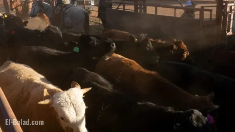 Beef Prices Set to Skyrocket 60% Next Year