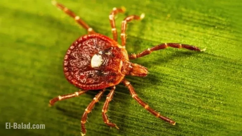 New Jersey Man Dies from Tick-Induced Red Meat Allergy: NPR