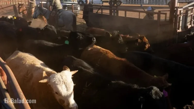 Beef Prices Set to Surge Nearly 60% Next Year