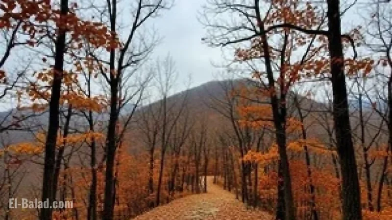 Chilly Early Winter Weather Expected Tomorrow on Chilgapsan Mountain