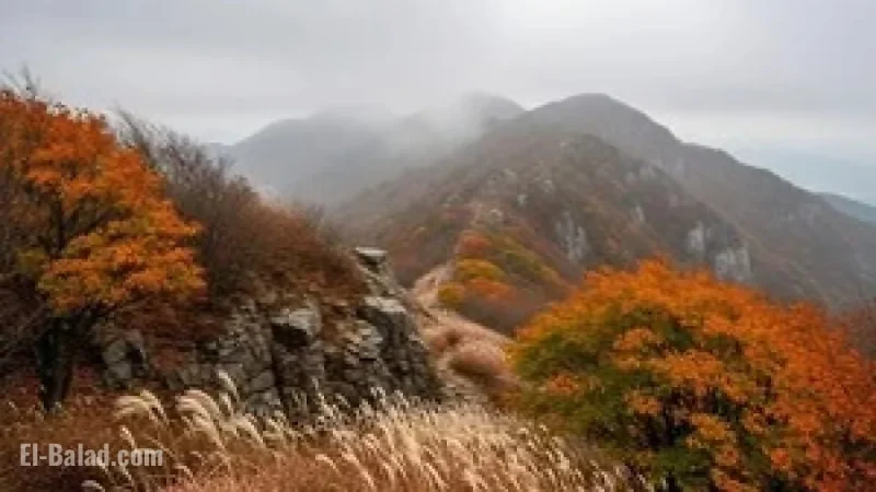 Chilly, Overcast Skies Dominate Cheontae Mountain Tomorrow