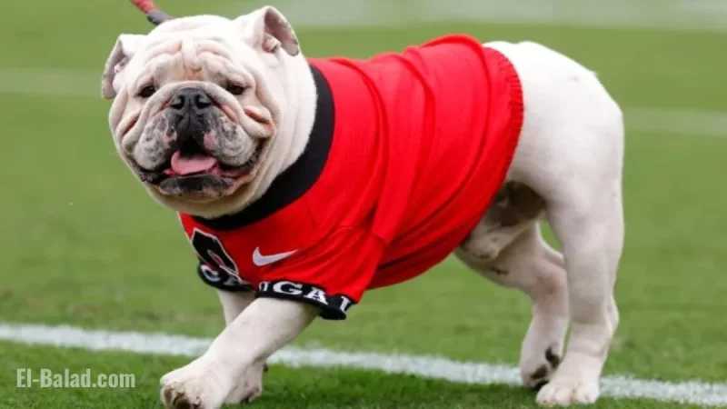 Dawgs Ranked 4th, Sooners Climb to 8th in AP Poll