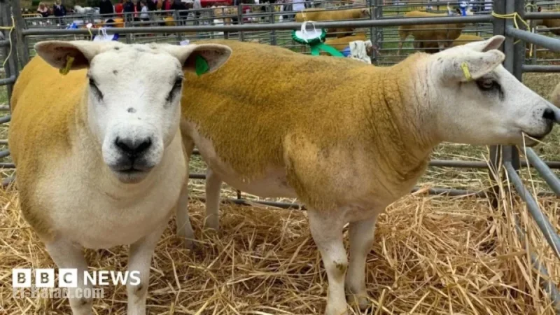 Isle of Man Continues Farm Veterinary Services on Interim Basis