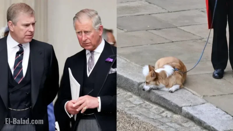 King Charles Plans to Reclaim Queen’s Corgis from Prince Andrew