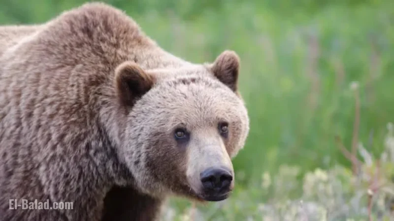 Grizzly Bear Attack in Bella Coola: Possible Injuries, Students Involved