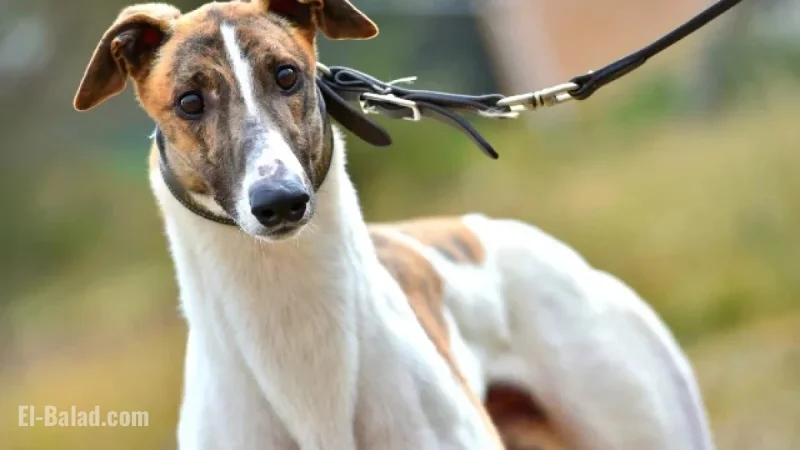 Legendary Greyhound Fernando Bale Passes Away (2013–2025)