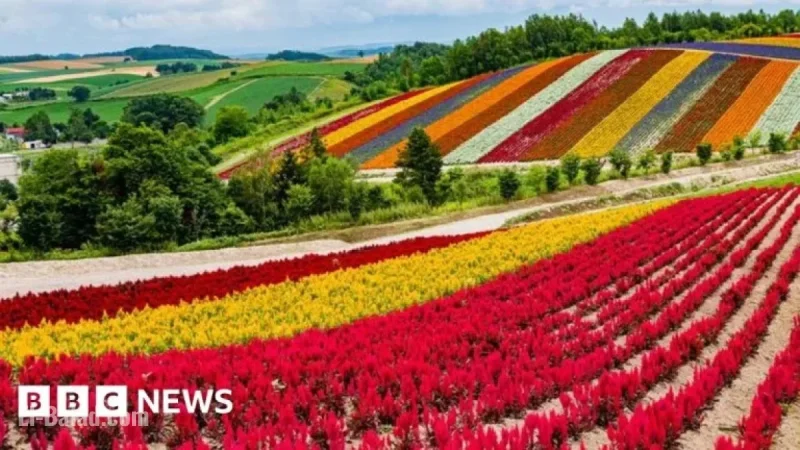Japan Transforms Flower Island into Global Chip Industry Hub