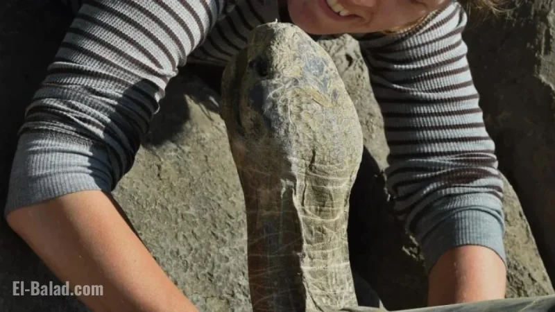 Centenarian Tortoise Gramma Passes Away at San Diego Zoo