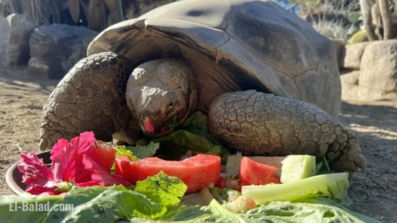 San Diego Zoo’s Beloved Gramma the Tortoise Passes Away at 141