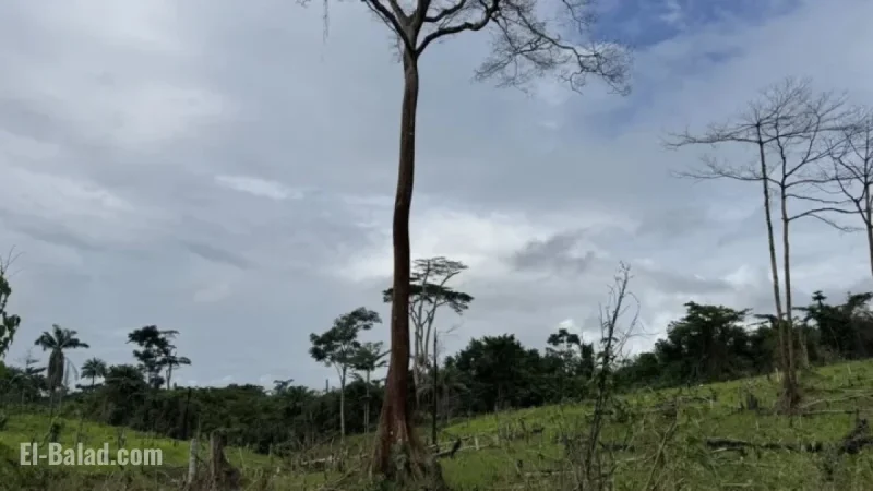 Chocolate Giants Drive Deforestation in West Africa’s Last Rainforest