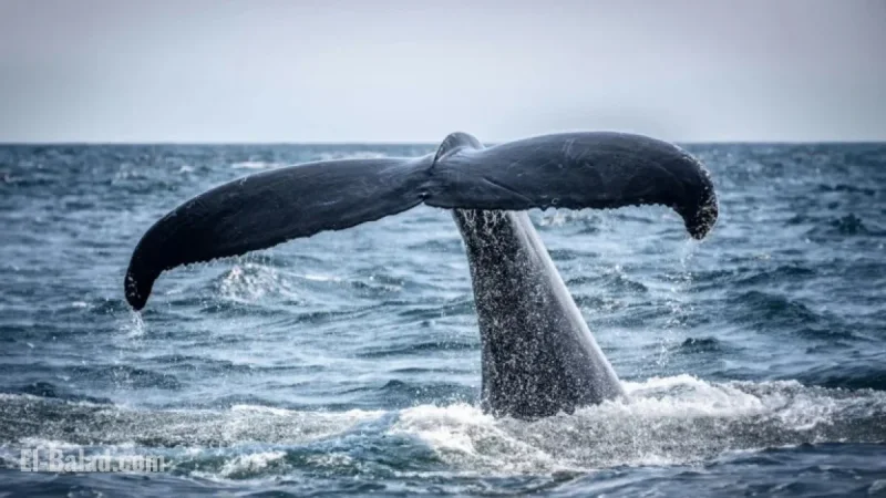 Famous Humpback Whale Returns to Isles of Scilly