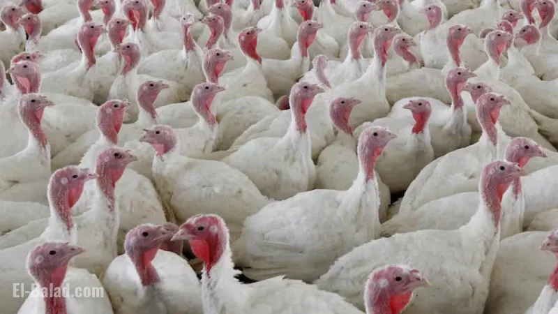 Avian Flu Hits 4 Ontario Poultry Farms, 63,000 Birds Culled