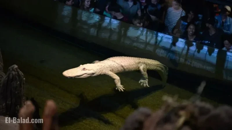 Beloved Albino Alligator Claude Dies at 30 in California Academy