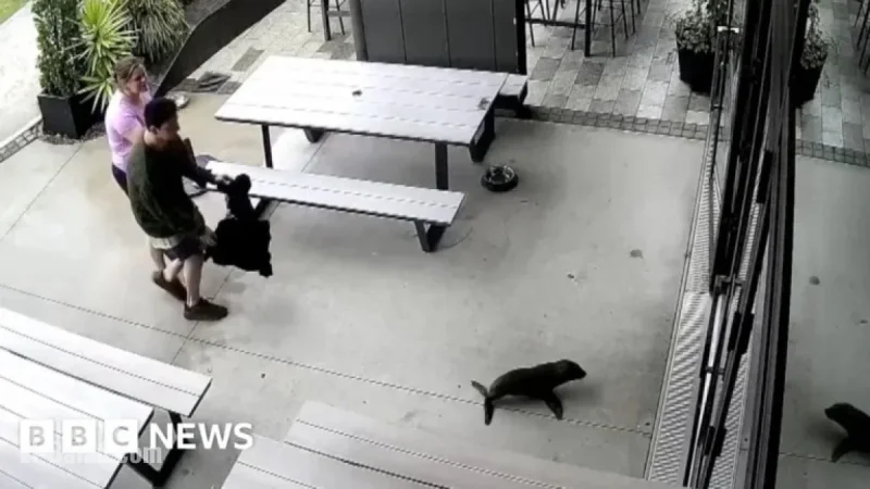 Baby Seal Strolls into Local Bar, Surprising Patrons