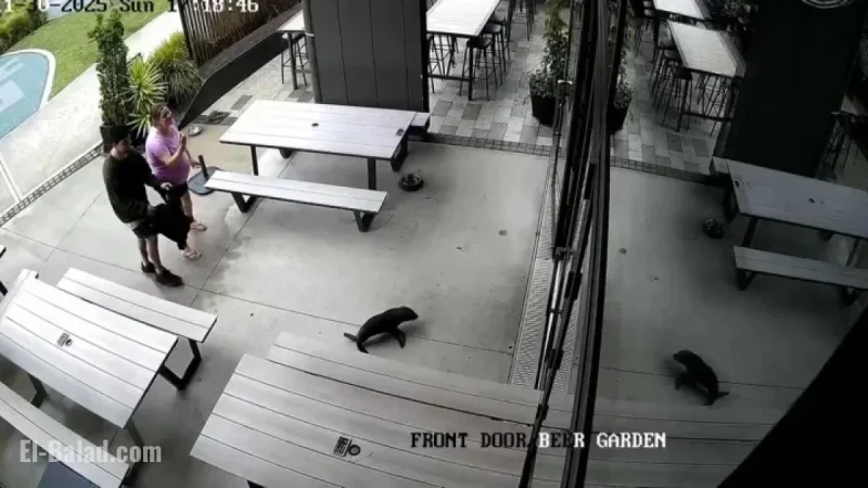Baby Seal Unexpectedly Enters New Zealand Bar, Surprises Patrons in Bathroom