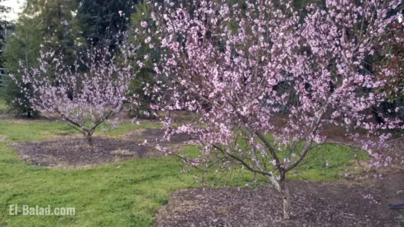 UC ANR’s New ‘The Home Orchard’ Edition Guides Fruit, Nut Tree Growth