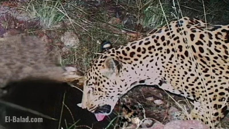 Endangered Jaguar Seen in Arizona, Marks Fifth Sighting in 15 Years