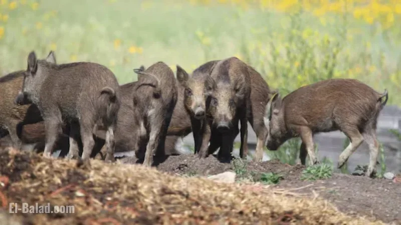 Alberta Imposes New Restrictions on Wild Boar Hunting and Farming
