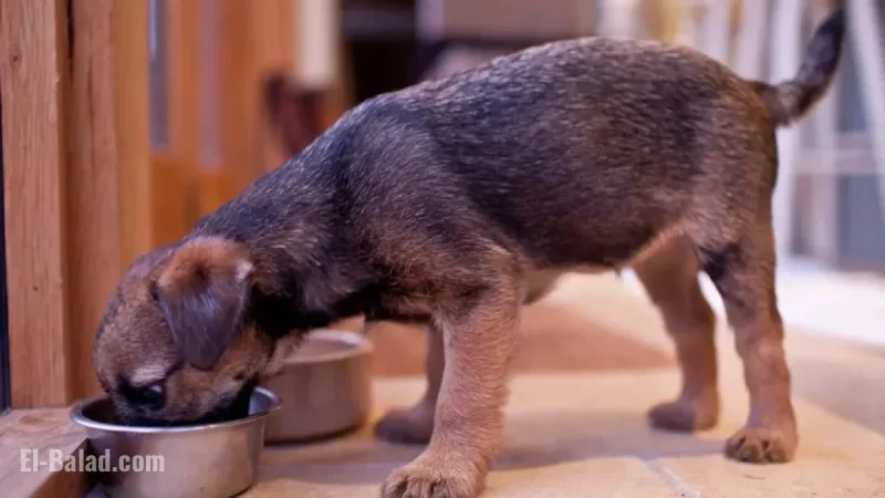 Nationwide Recall: Dog Food Company Withdraws 300 Cases Due to Plastic Contamination