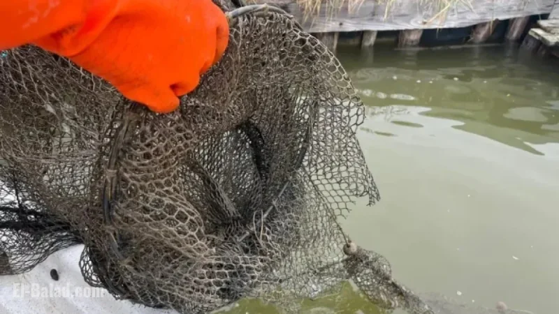 Vandals Damage Fishing Equipment at Po Delta Park, Sparking Regional Outrage