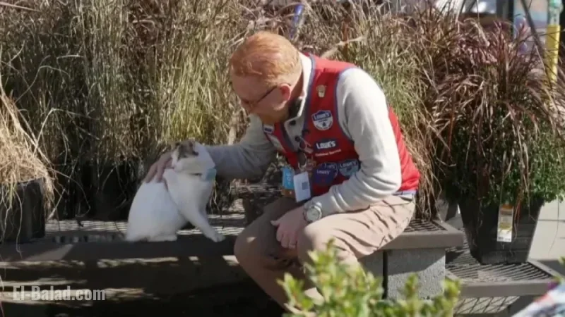 Virginia Lowe’s Staff Mobilizes to Find Beloved Missing Cat