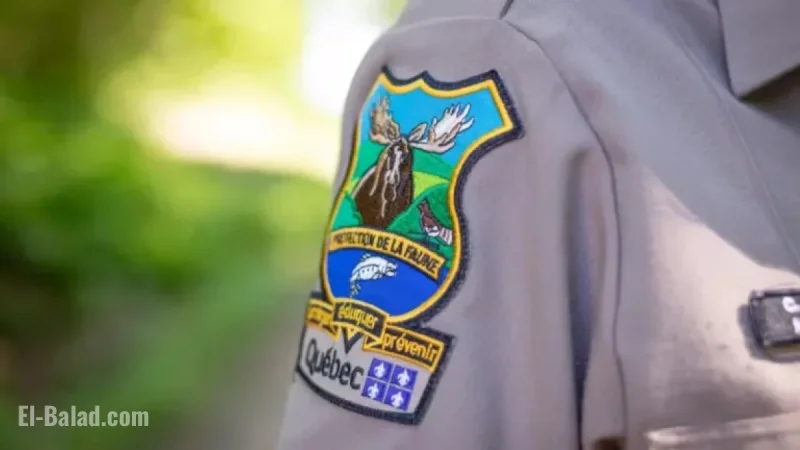 Illegal Moose Poaching on Côte-Nord Raises Concerns