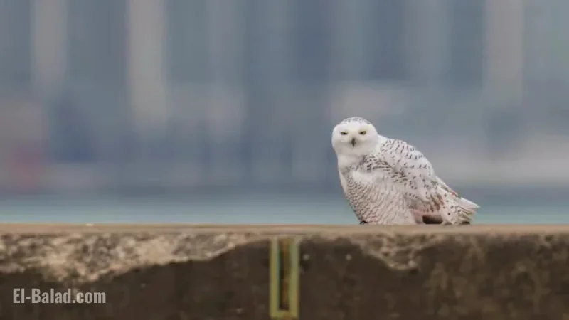 Spot a Snowy Owl: Make This Winter Your Opportunity