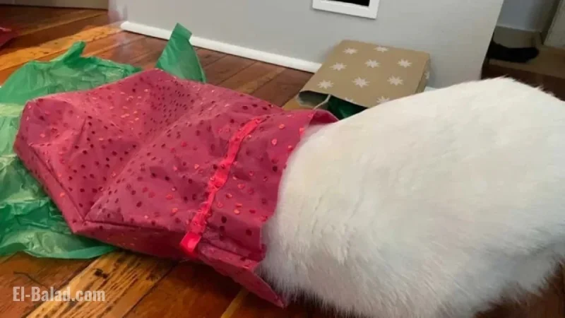Cats Celebrate Every Day Like Boxing Day