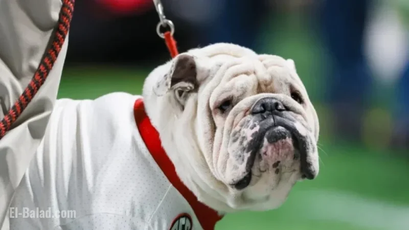 Georgia Football Cancels Future Home-and-Homes with Louisville and NC State