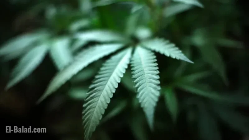 Ohio Senate Passes Hemp Regulations, Amends Marijuana Legislation