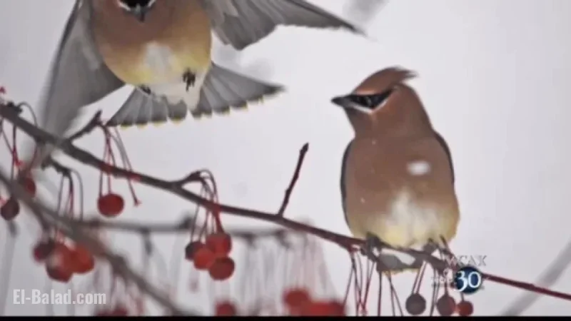 Vermont Anticipates Surprising Surge in Winter Bird Migration
